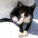 Mykonos Katzen (7)